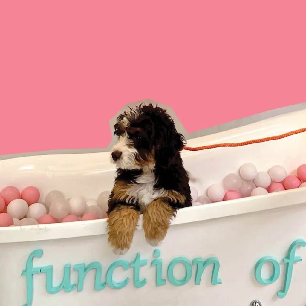 無殘忍洗髮水：一桶球裡可愛的毛茸茸的狗