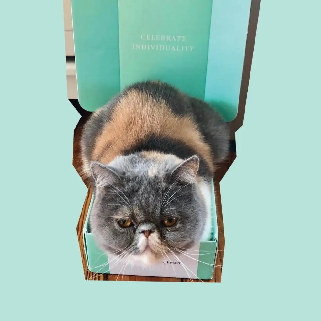 盒子裡的灰貓